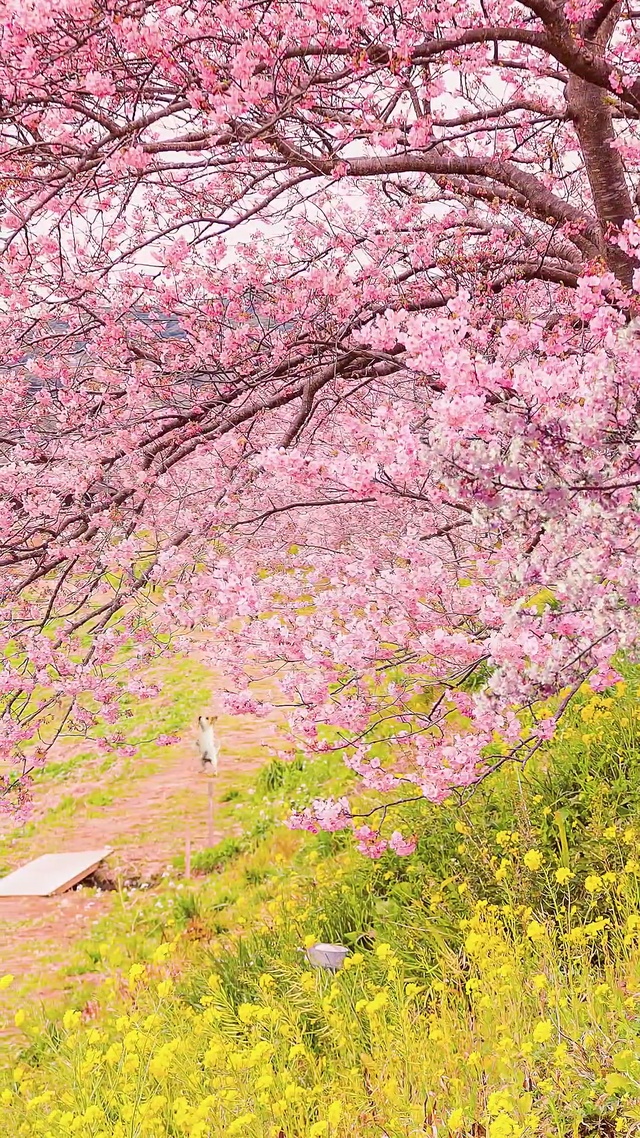 唯美樱花油菜花