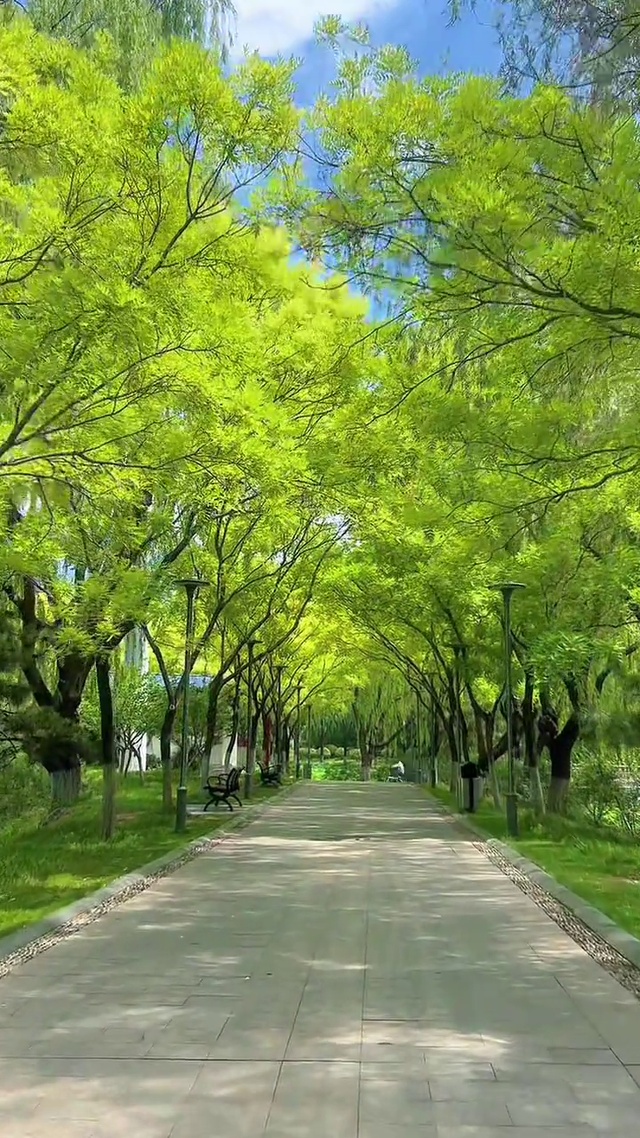 绿荫大道，鸟语花香