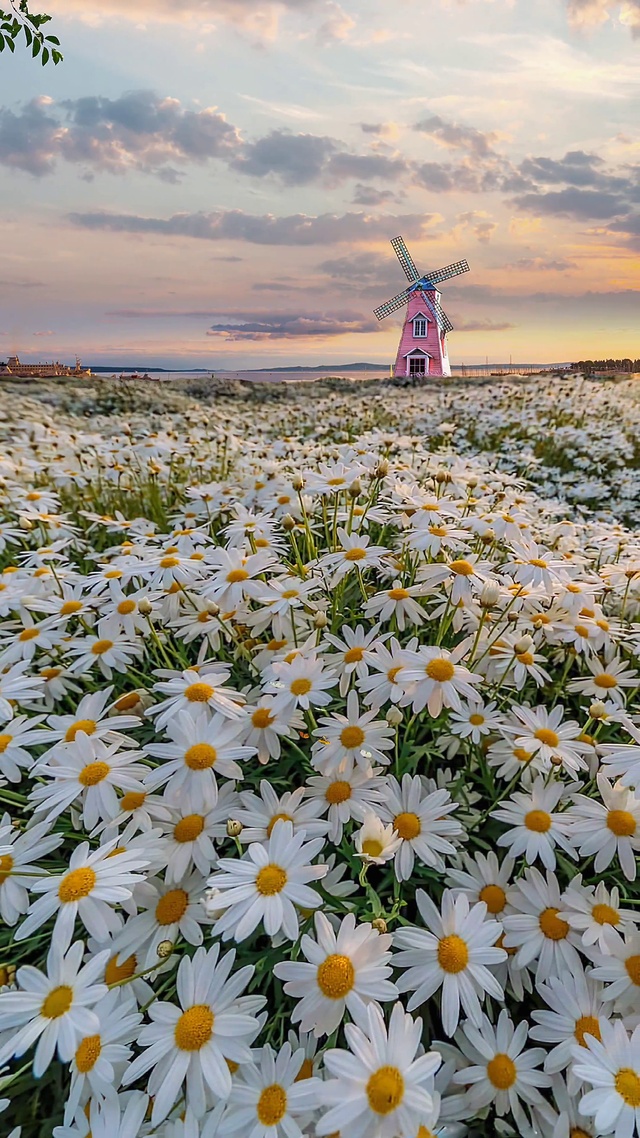 唯美小雏菊花海