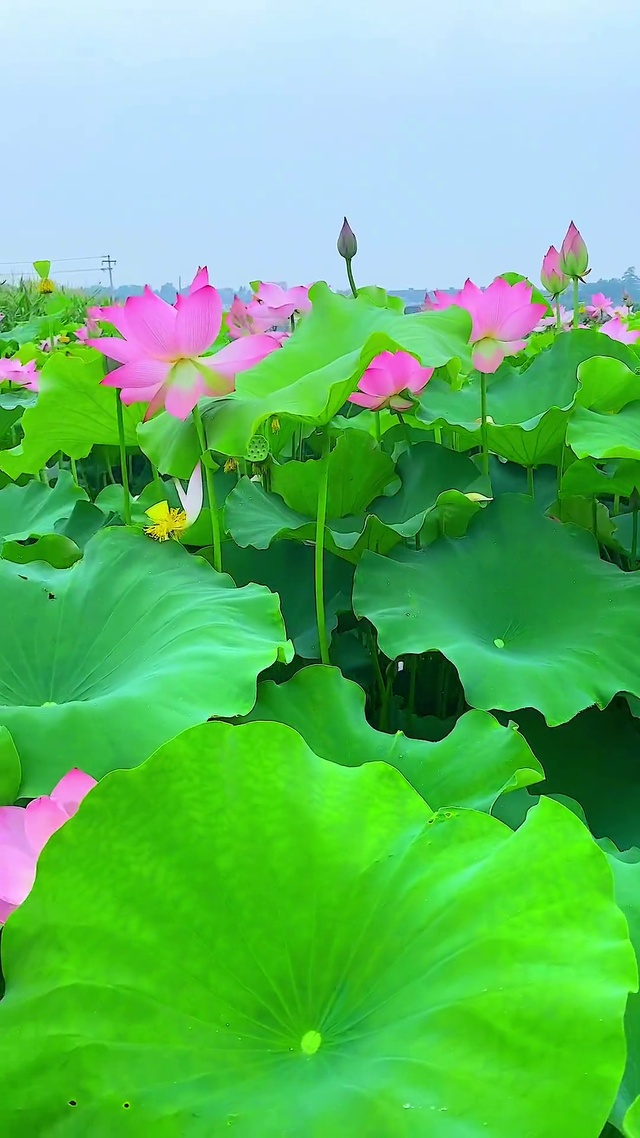 荷荷美美，幸福连连