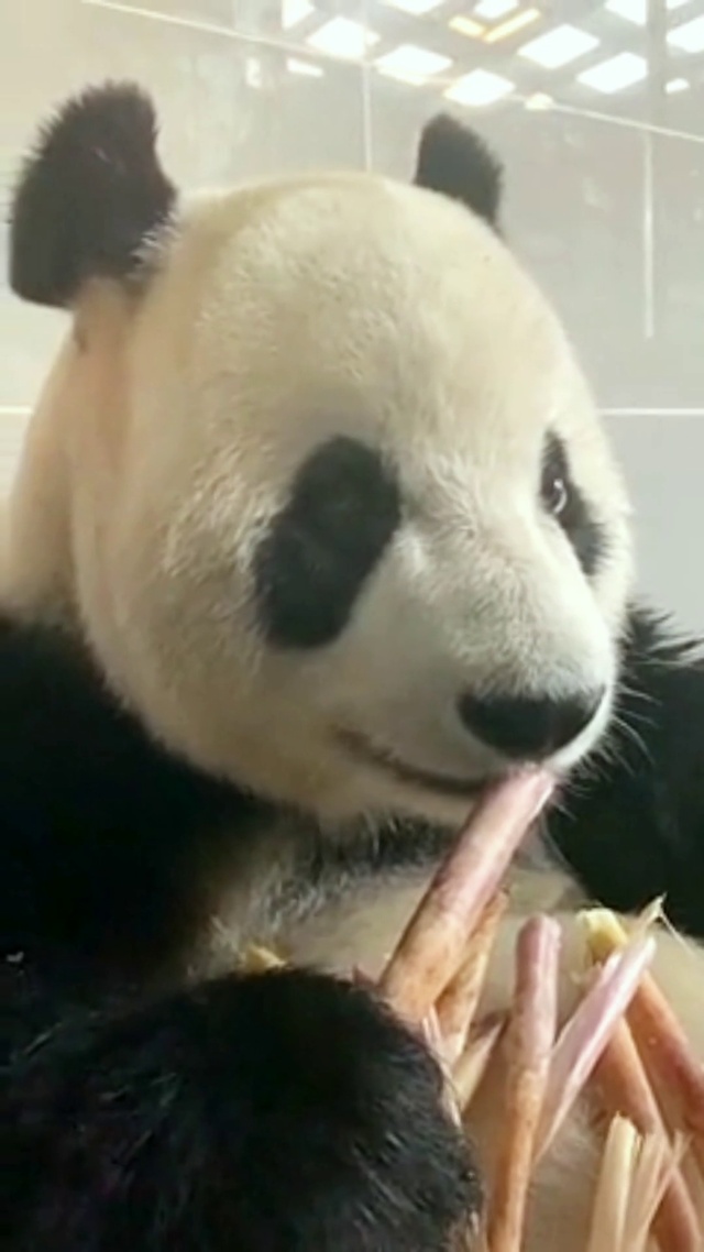 飞云第二弹