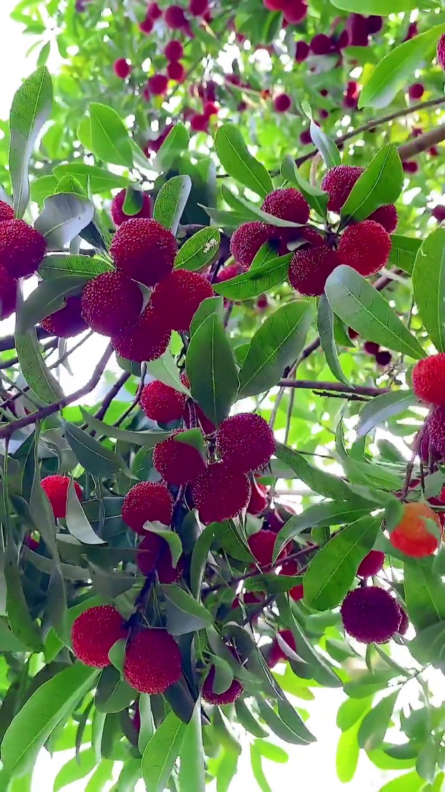 酸酸甜甜就是你，梅你不行