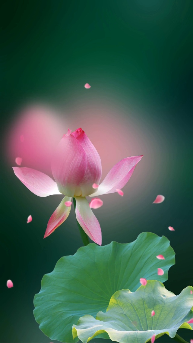 动态荷花