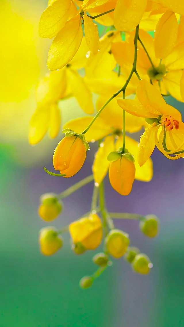 雨中清新小花 