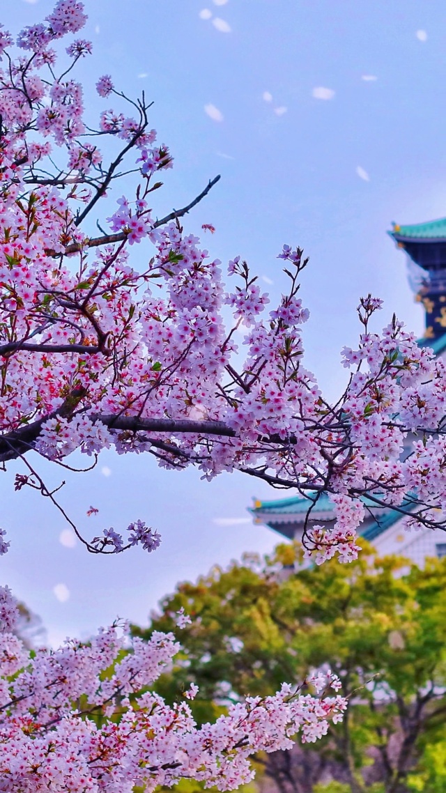 繁花落地成双
