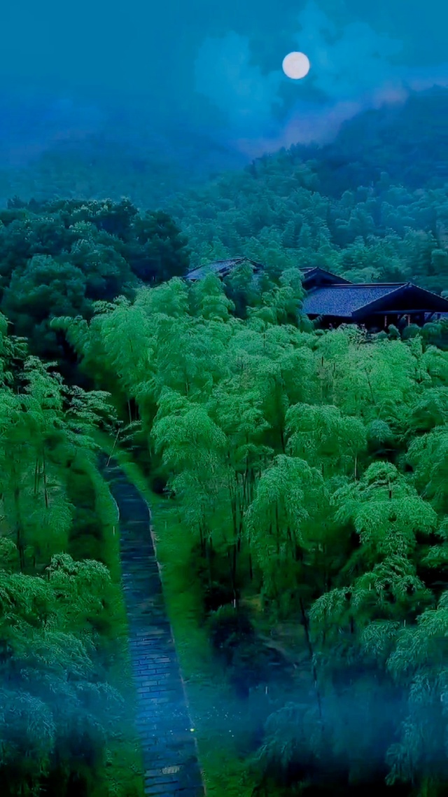 治愈夜晚竹林
