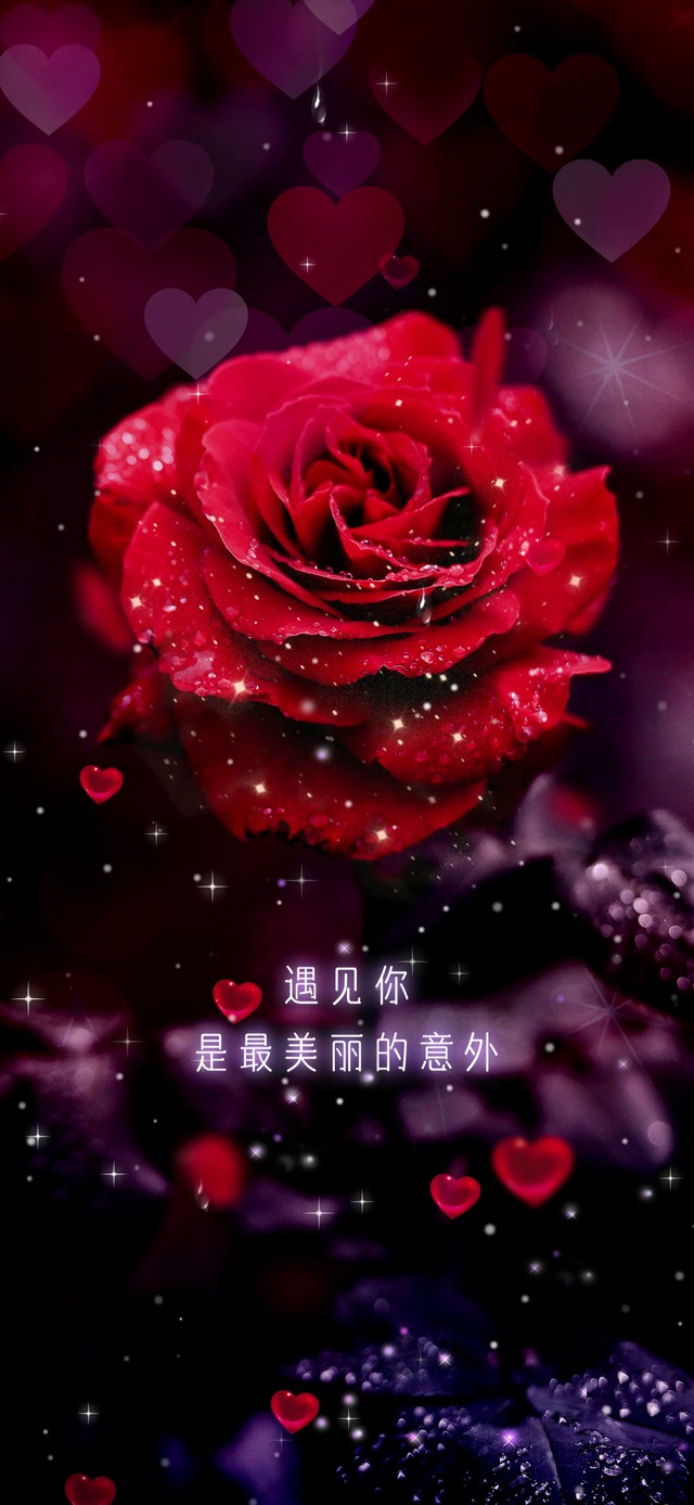 最美玫瑰