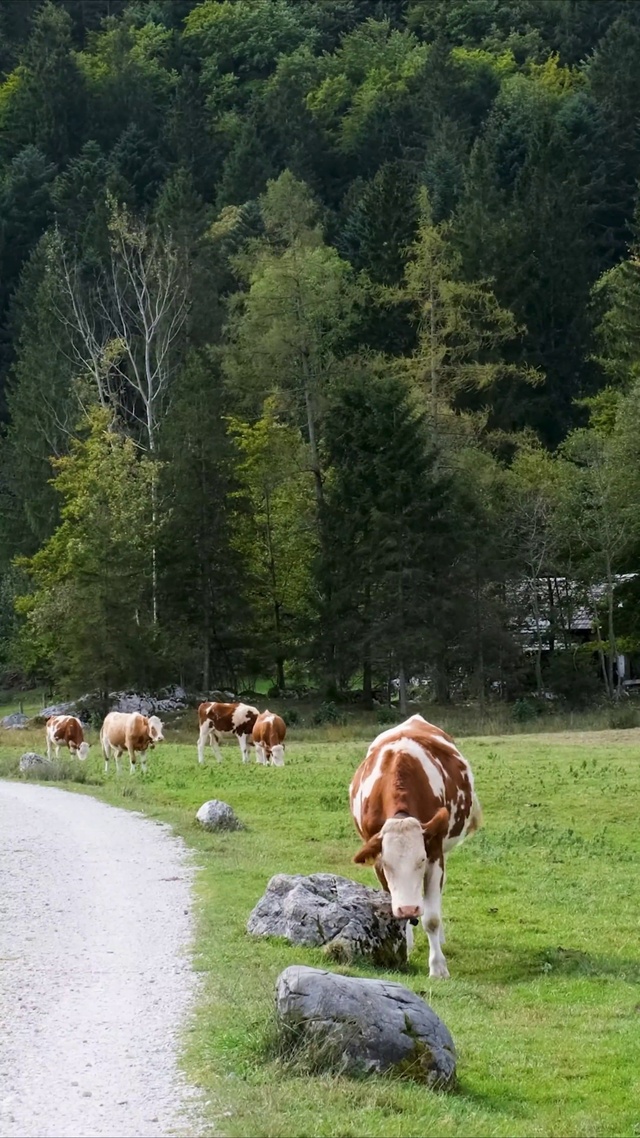 风吹草低见牛羊