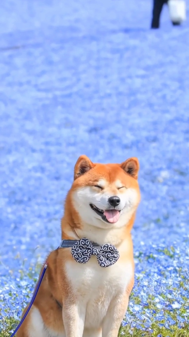 汪星人