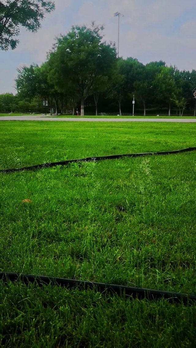 绿色护眼动态壁纸