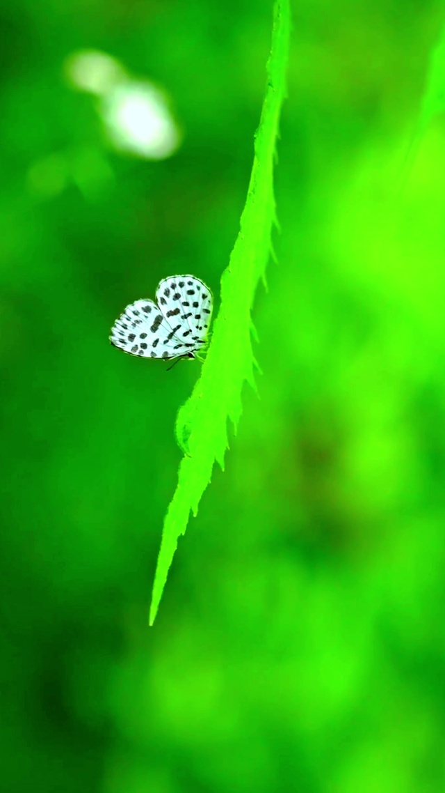 护眼绿植蝴蝶4K