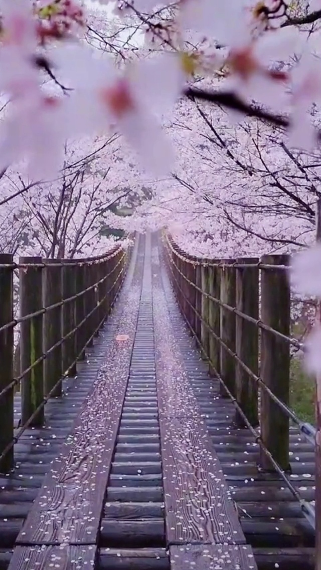 樱花