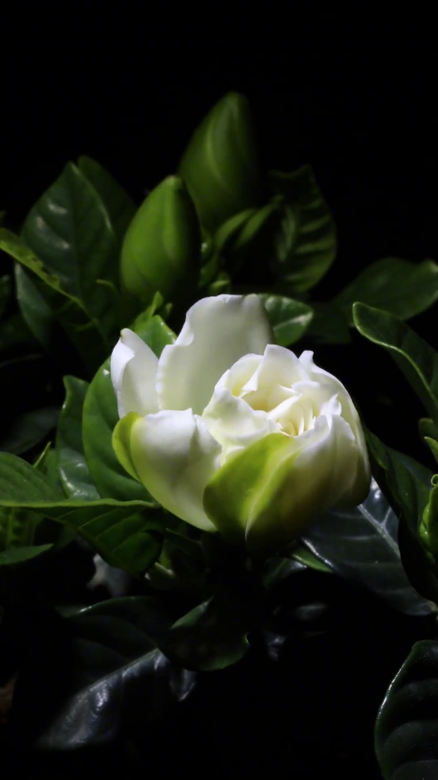 花开系列—栀子花