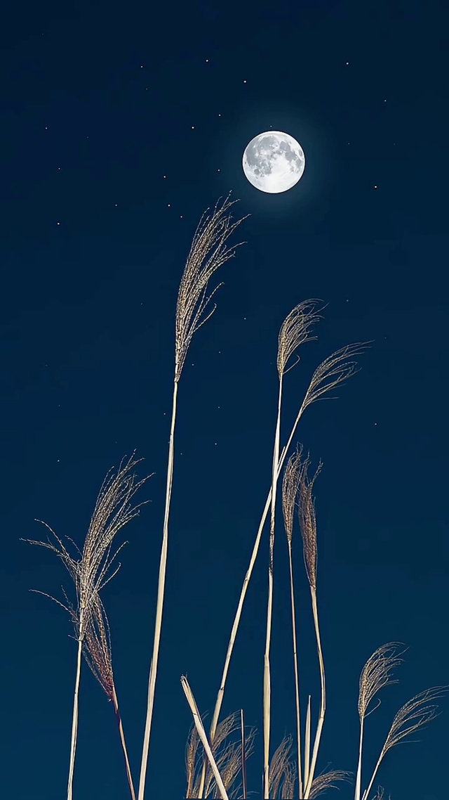 月空芦苇