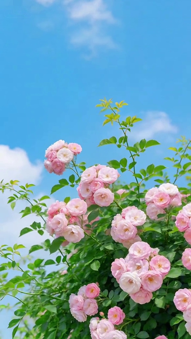 夏花漫枝