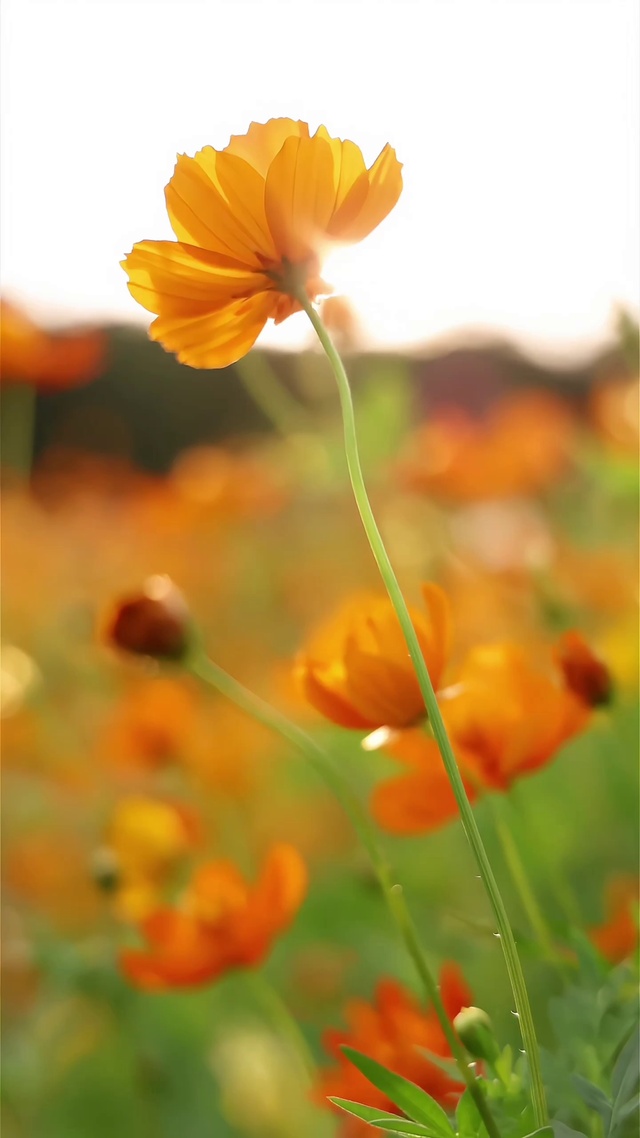 花语｜野性美