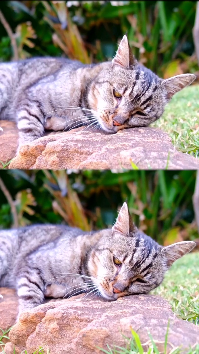 懒洋洋的小猫咪