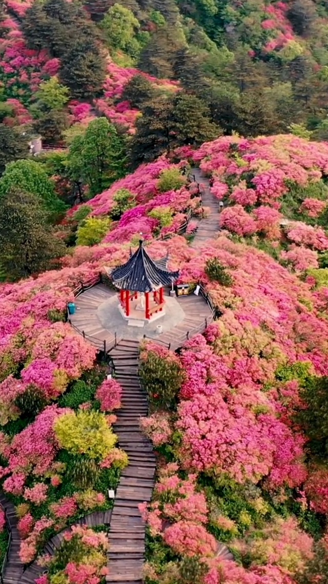 漫山遍野杜鹃红