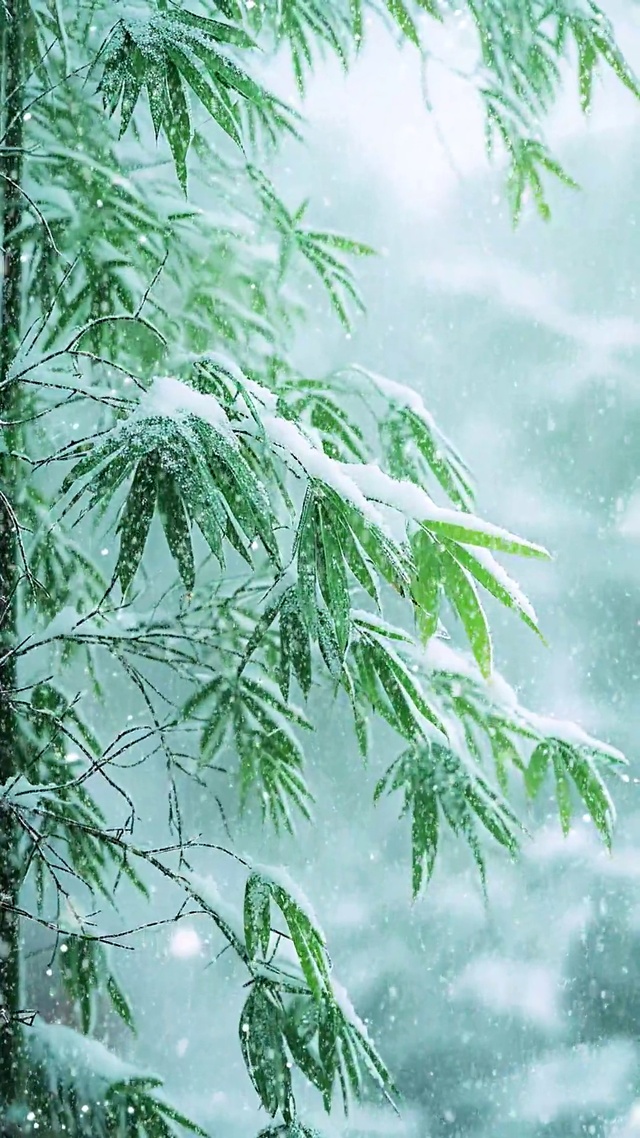 绿竹飘雪
