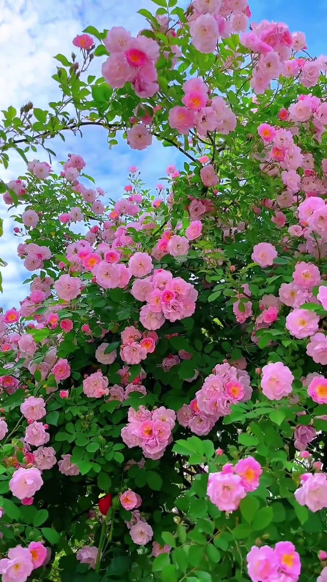 花开花落花妩媚