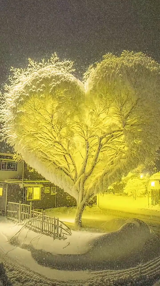 爆款浪漫爱心树