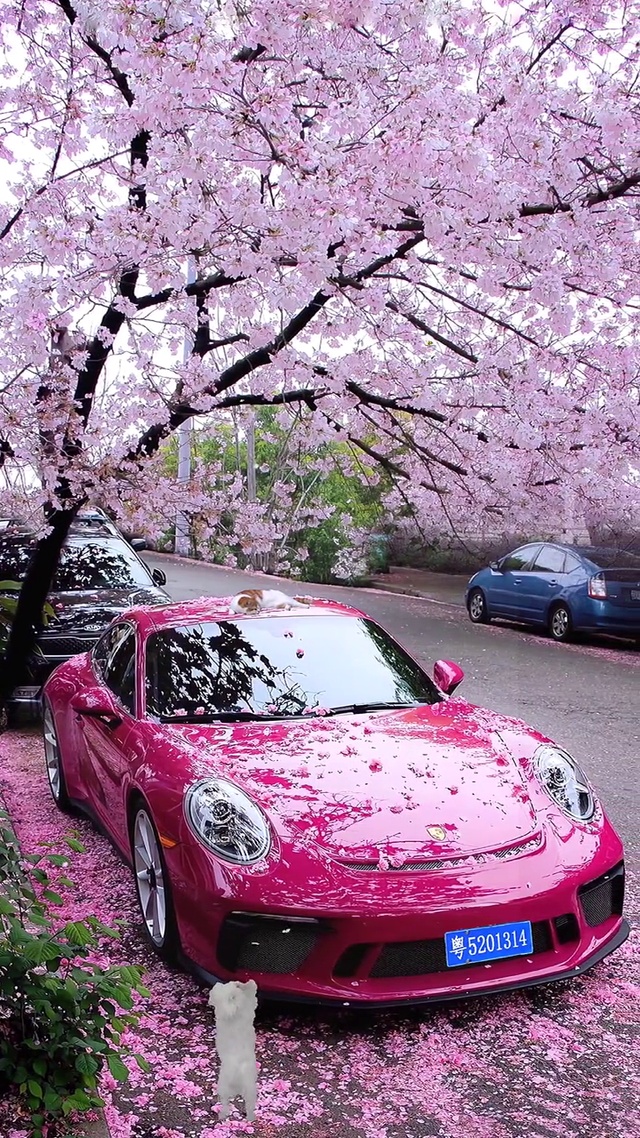 樱花随风飞舞的景色太绝了