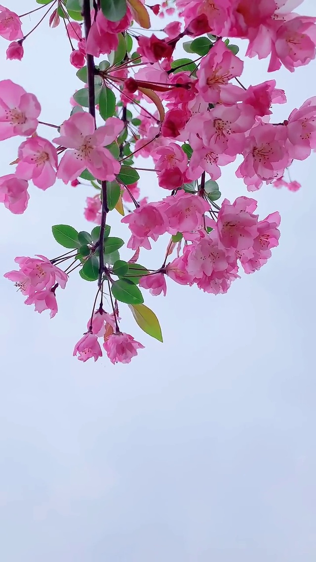 心情有多美，生活就有多好，坚持做一个乐观的人，面对阳光，努力向上，每天活出最灿烂的样子🌸