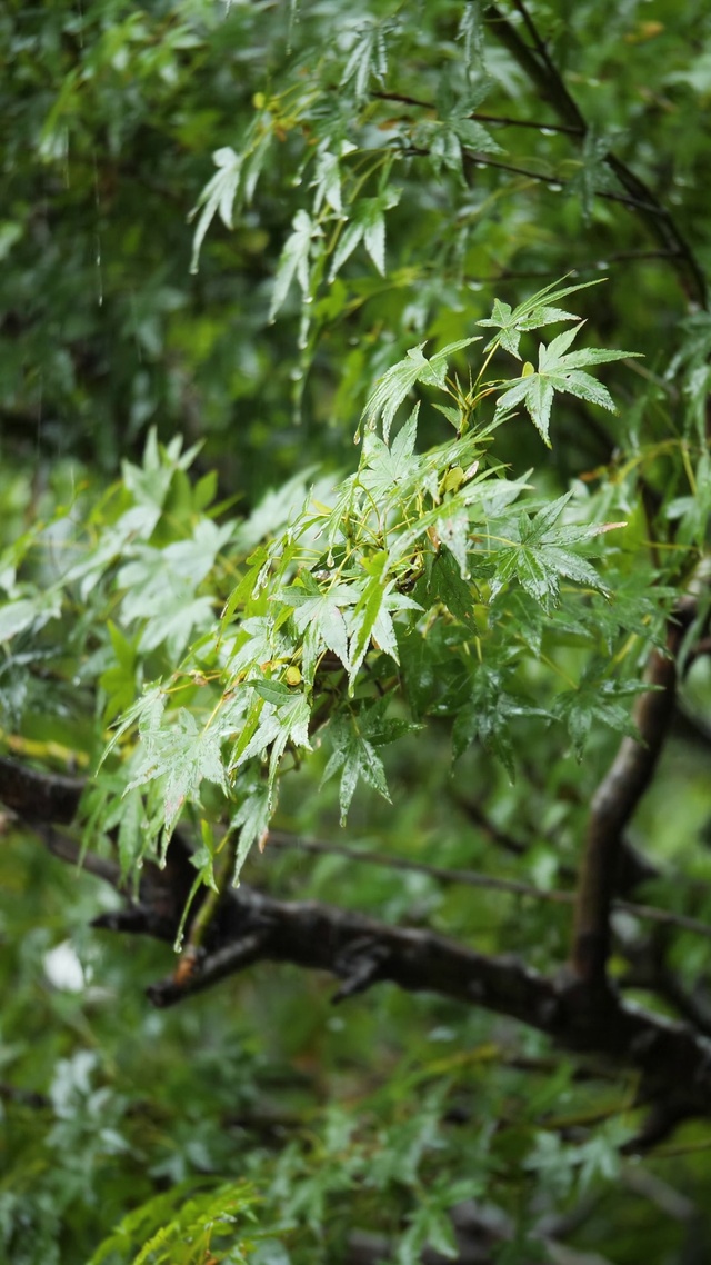 下雨后的树叶放松心情l