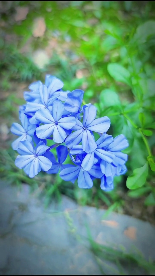 兰花草  小草青青家园