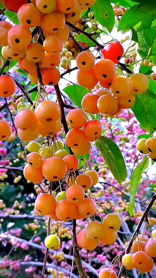 秋色最美