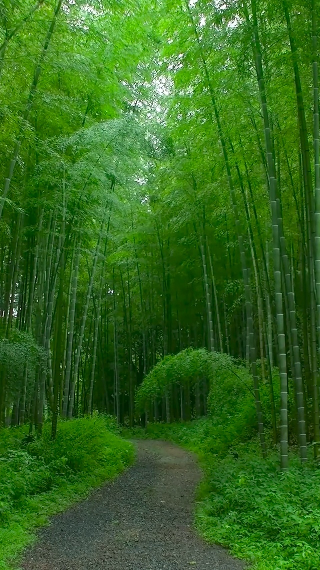竹林小径