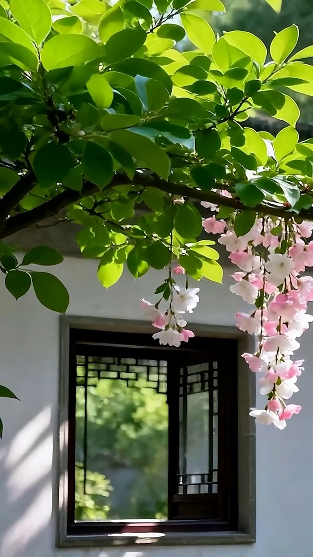护眼树木
