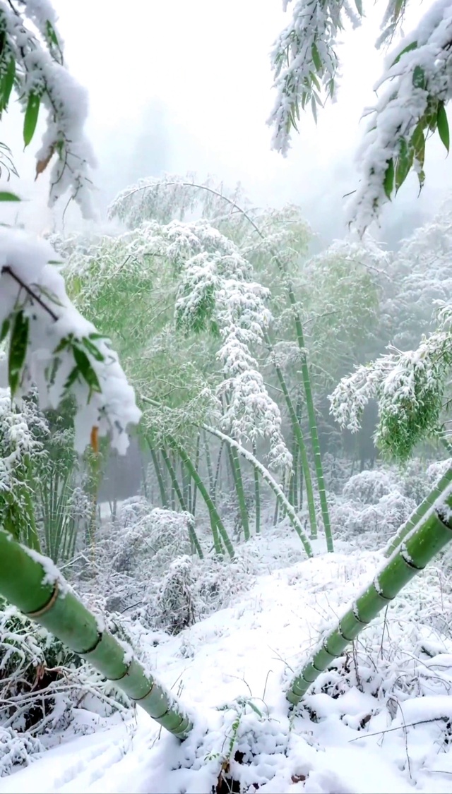 竹林雪景
