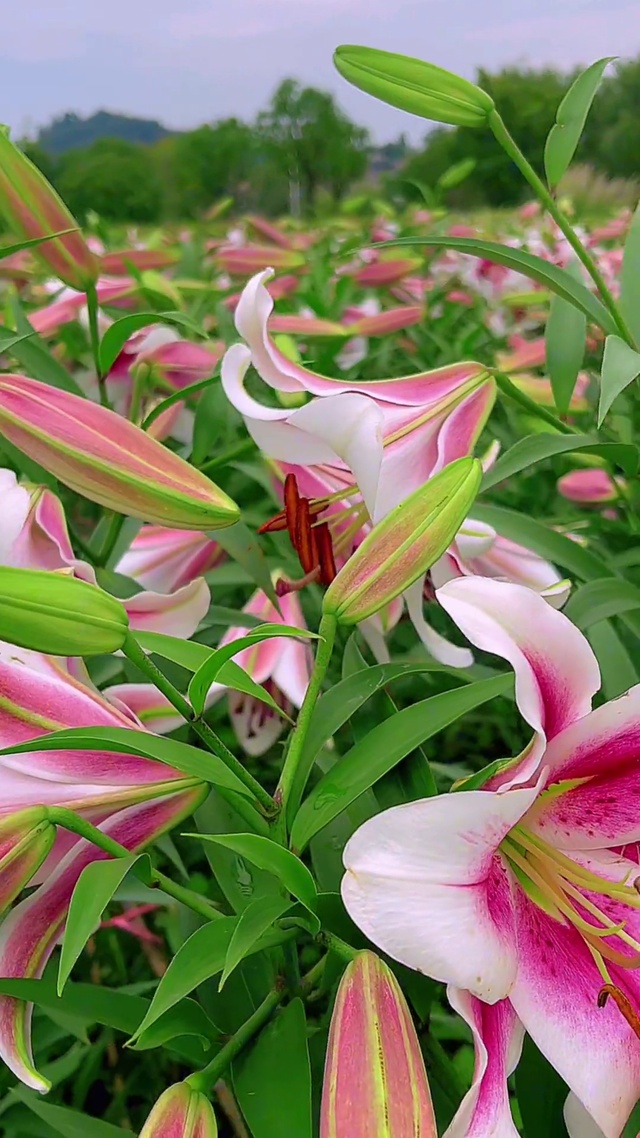 百年好合，合合美美