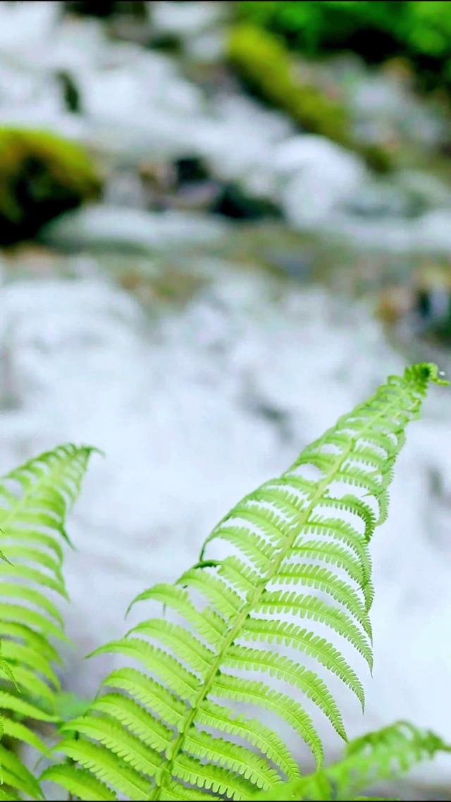 唯美绿植清流4K