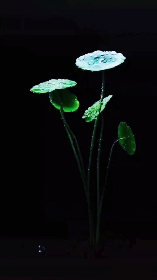 治愈水系植物