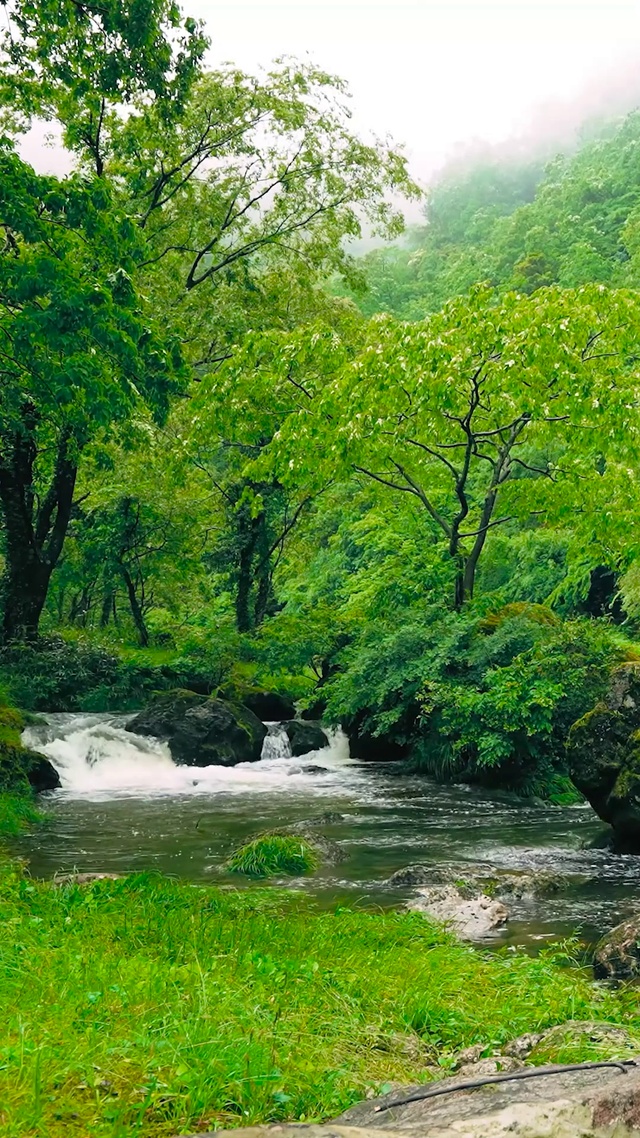 护眼绿林山涧