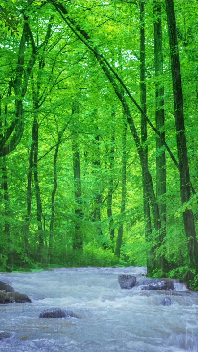 森林氧吧，溪水细流