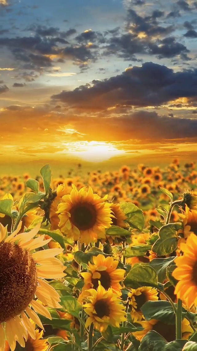 向日葵有一个很好的花语：“我的眼里全是你，你是我的太阳，你在时我目不转睛，无你时，我低头什么都不见。”可是，向日葵只有一个太阳，而太阳有很多个向日葵