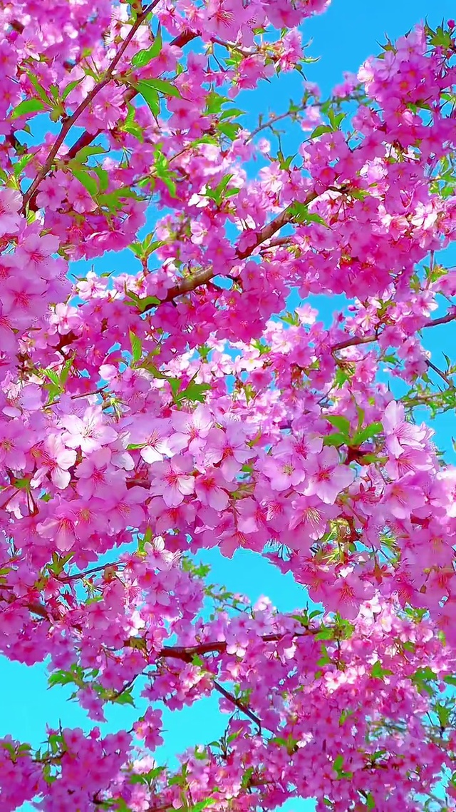 春暖花开，等风也在等你