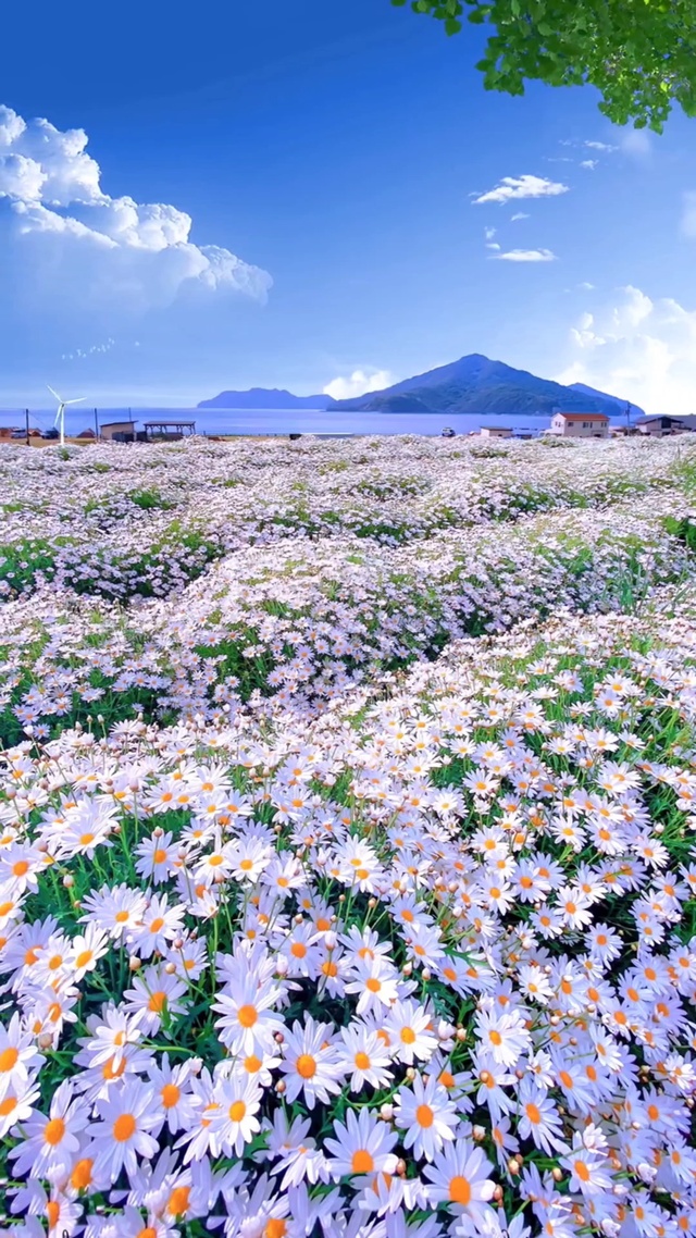 清新花海