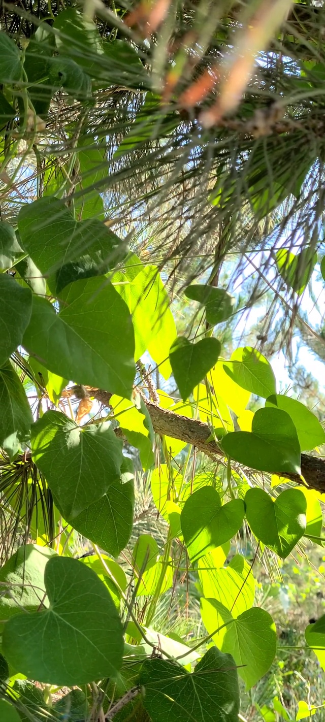 护眼绿色养眼绿叶夏天l