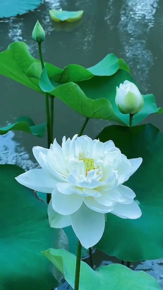 出淤泥而不染，濯清涟而不妖