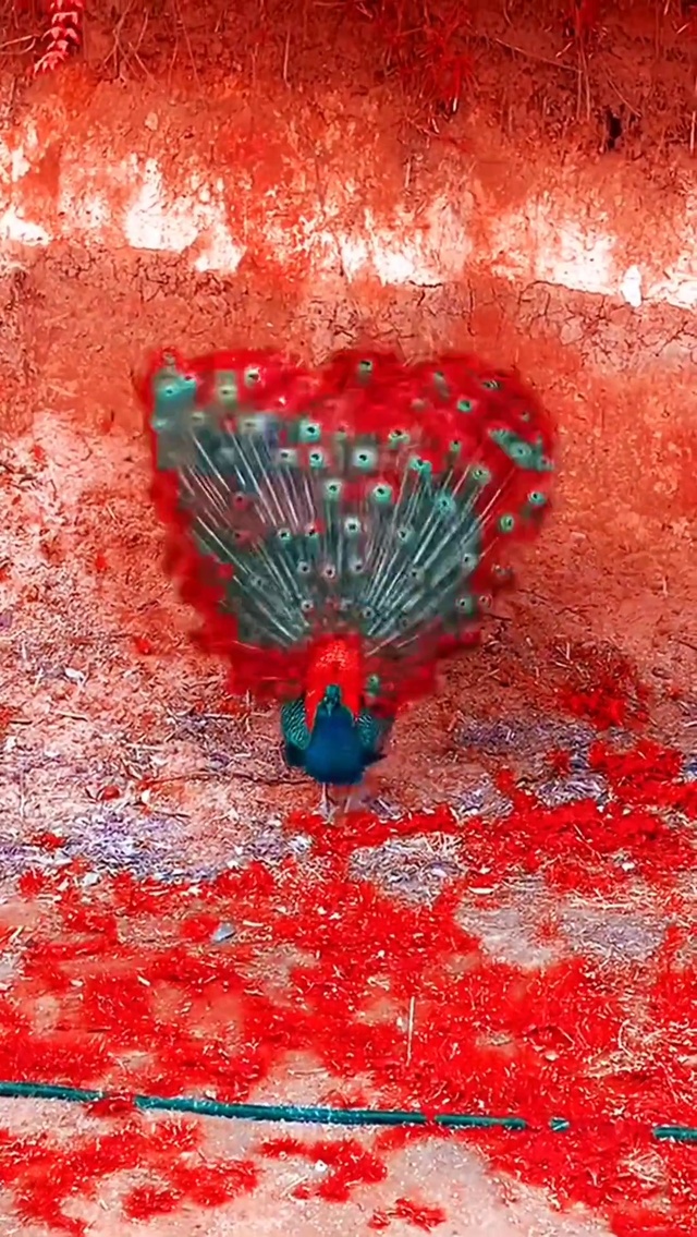 孔雀开屏 见者好运