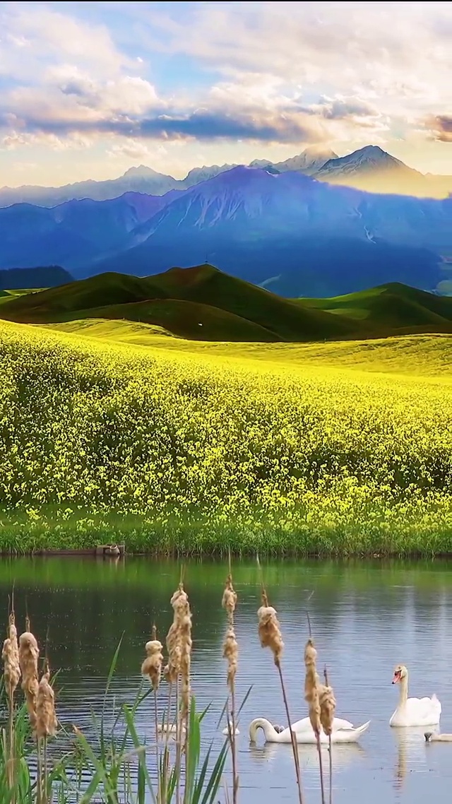 好看的油菜花田