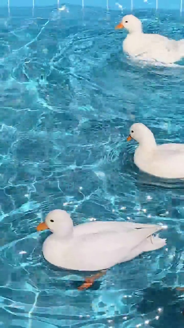 快来数鸭子