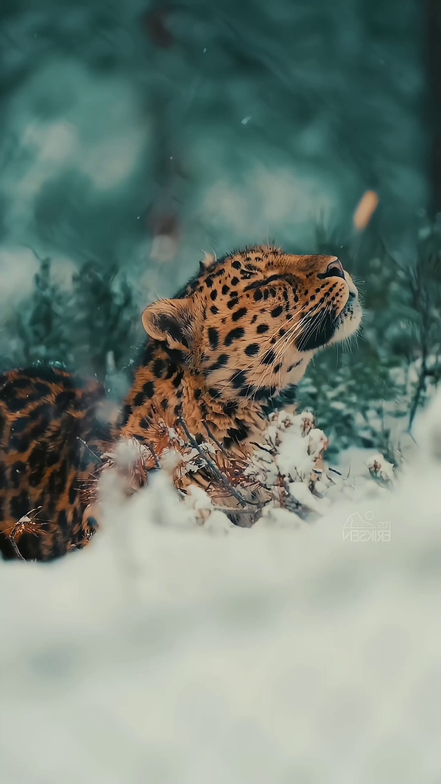 温顺的猎豹4k动态壁纸②