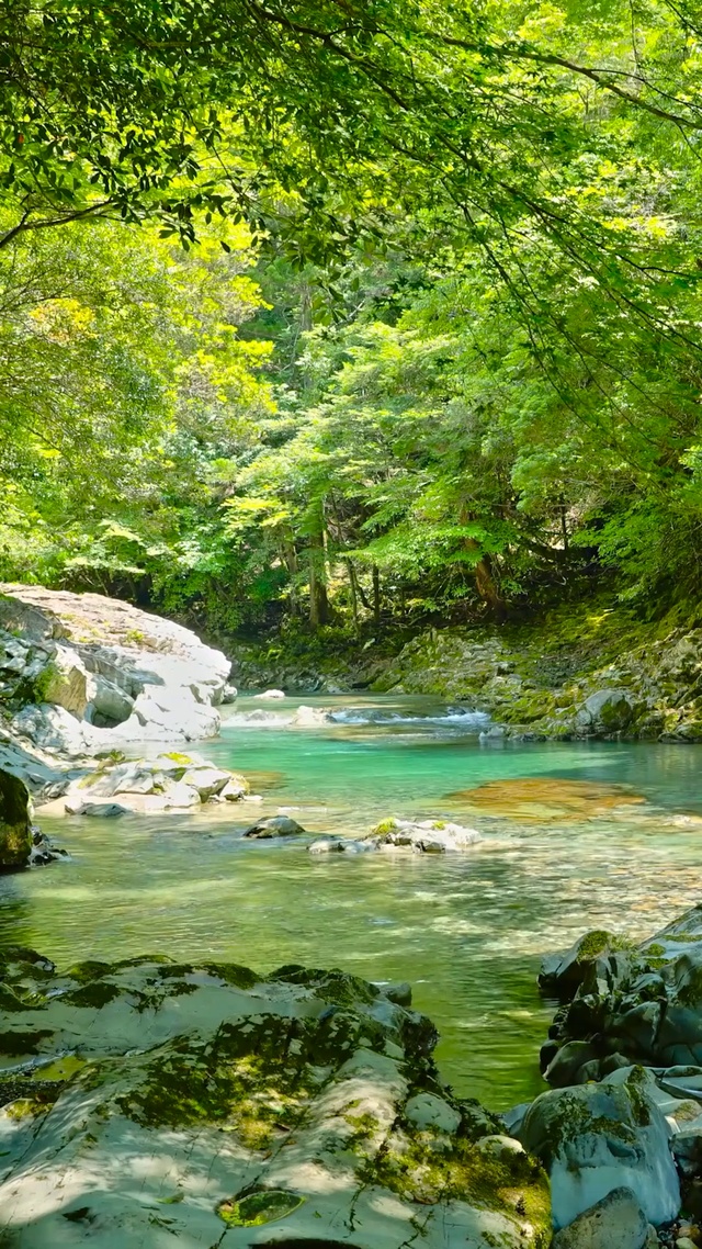 夏日绿林溪流