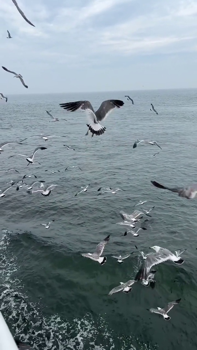 海鸥