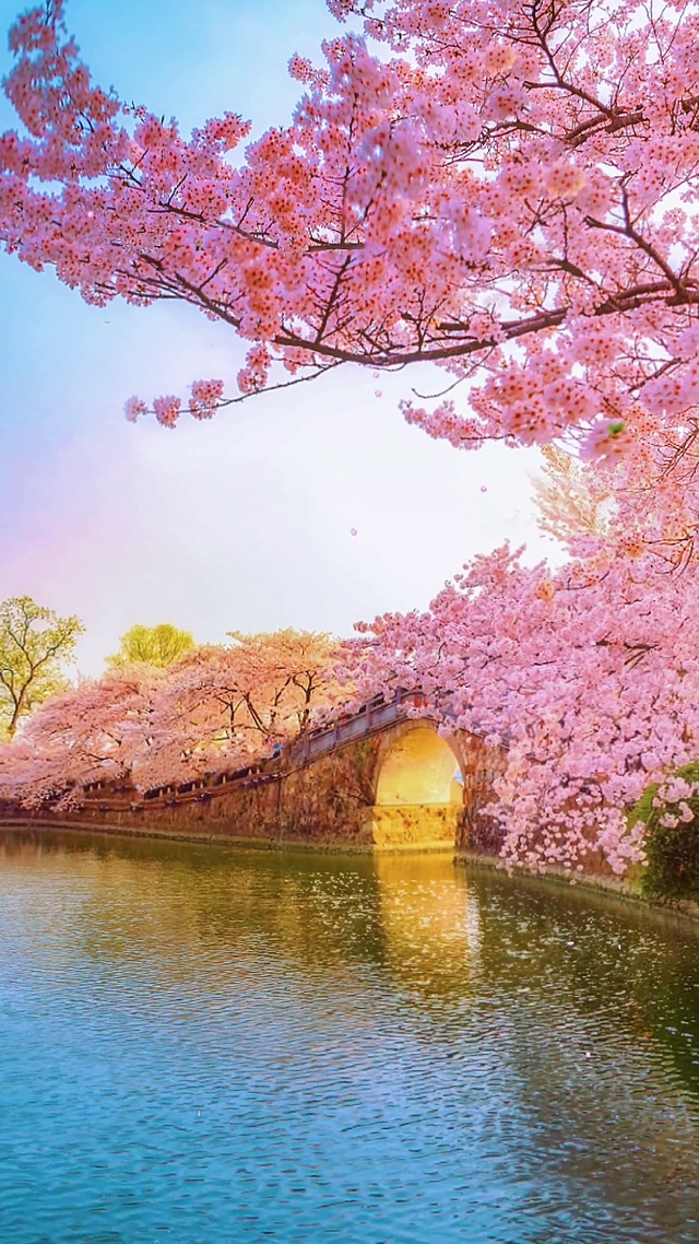 湖边樱花树